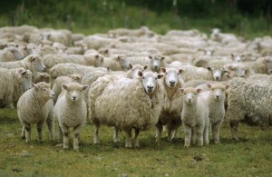 Flock of sheep, New Zealand, Pacific Четири мерки в подкрепа на българските животновъди