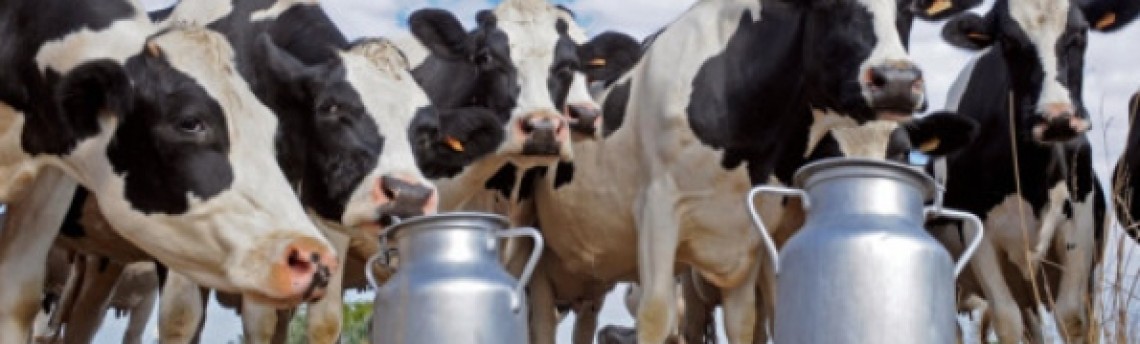 Стартира покупко-продажбата на млечни квоти