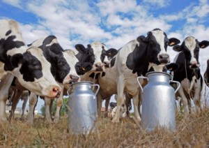Стартира покупко-продажбата на млечни квоти