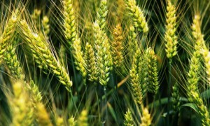 Среща на ПП Обединени земеделци с Националната асоциация на зърнопроизводителите